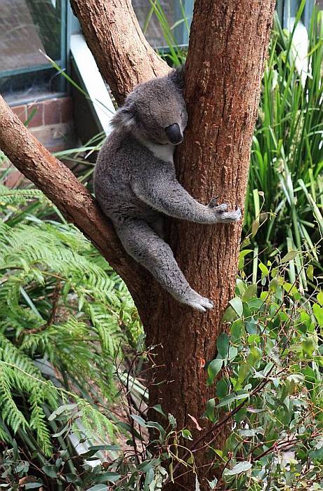 1075_Taronga_Zoo_Sydney.jpg