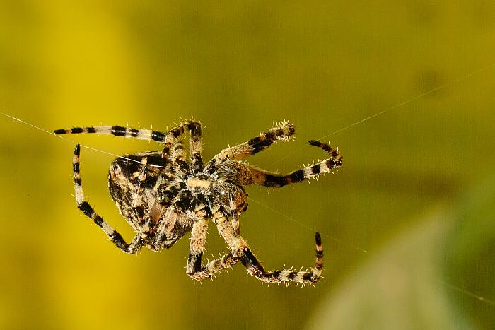 Araneus diadematus.jpg