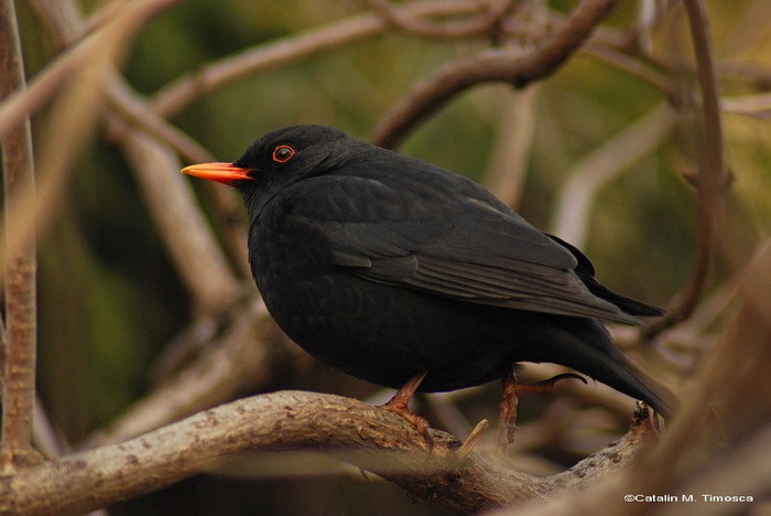  Turdus merula.jpg