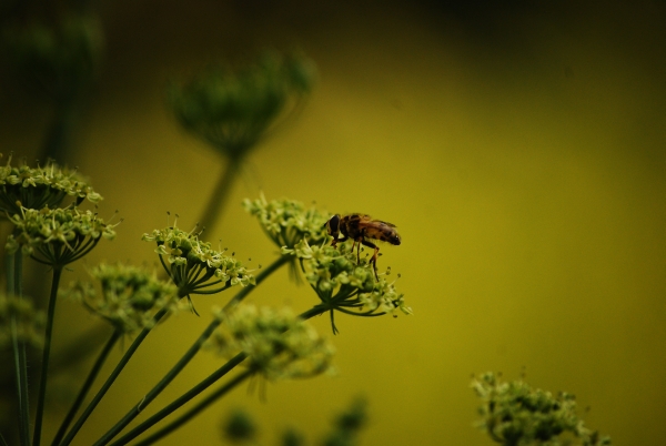 Insecta_Verde_smallest.jpg