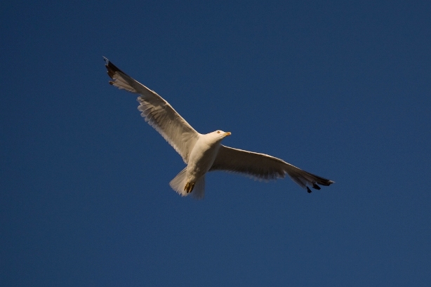 birds_ulcinj_2.jpg