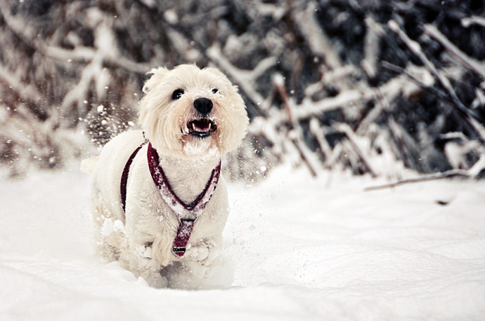  20121208-maya-running-in-snow.jpg