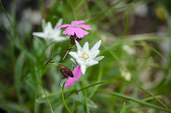  floare de colt.jpg