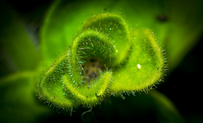  Macro Plant.jpg