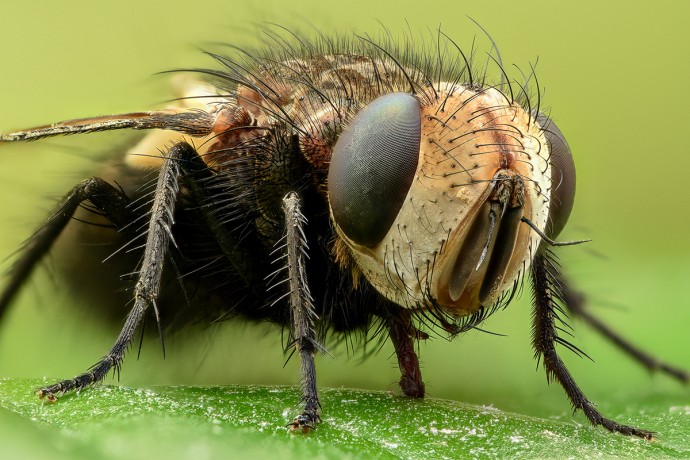  Musca 1200.jpg