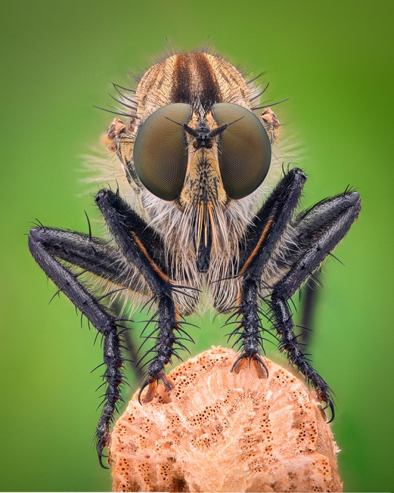  RobberFly 114-2.jpg