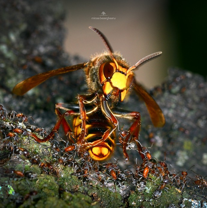  Vespa Crabro 1.jpg