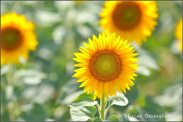Floarea-soarelui_060.jpg