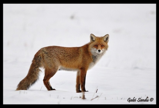 Red Fox2.jpg