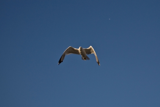 birds_ulcinj_1.jpg