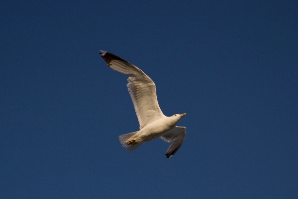 birds_ulcinj_3.jpg