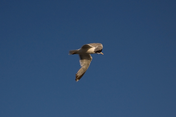 birds_ulcinj_4.jpg