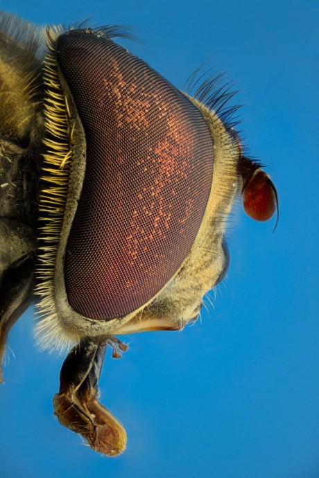  BeeFly 108.jpg